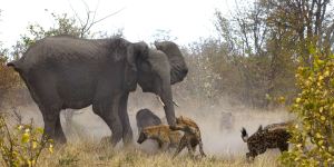 4-CATERS-Elephant-Fighting-Off-Hyenas-05-jpg_171141