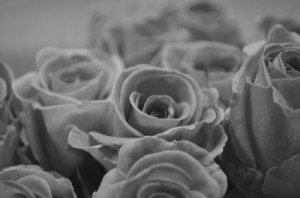 rose_black_and_white_201853