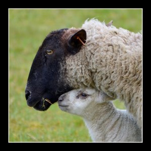 enhanced-buzz-28822-1347566354-4