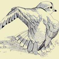 10414848_10153470209299711_918667128278139240_n