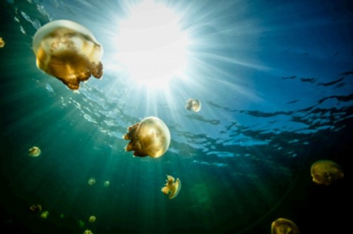 the-girl-at-jellyfish-lake-by13277[1]