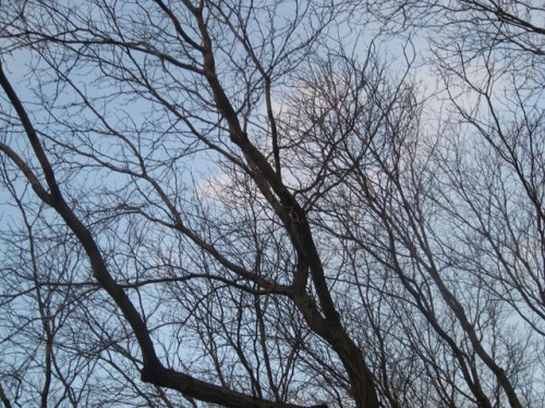 1145-chicago-usa-trees